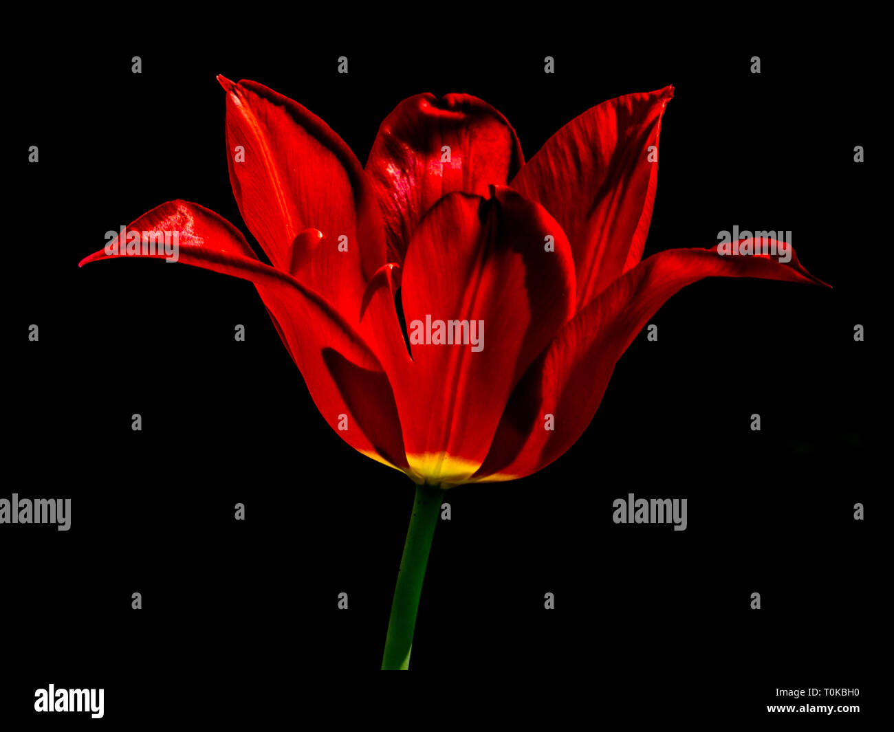 Einzelne rote Tulpe Stockfoto