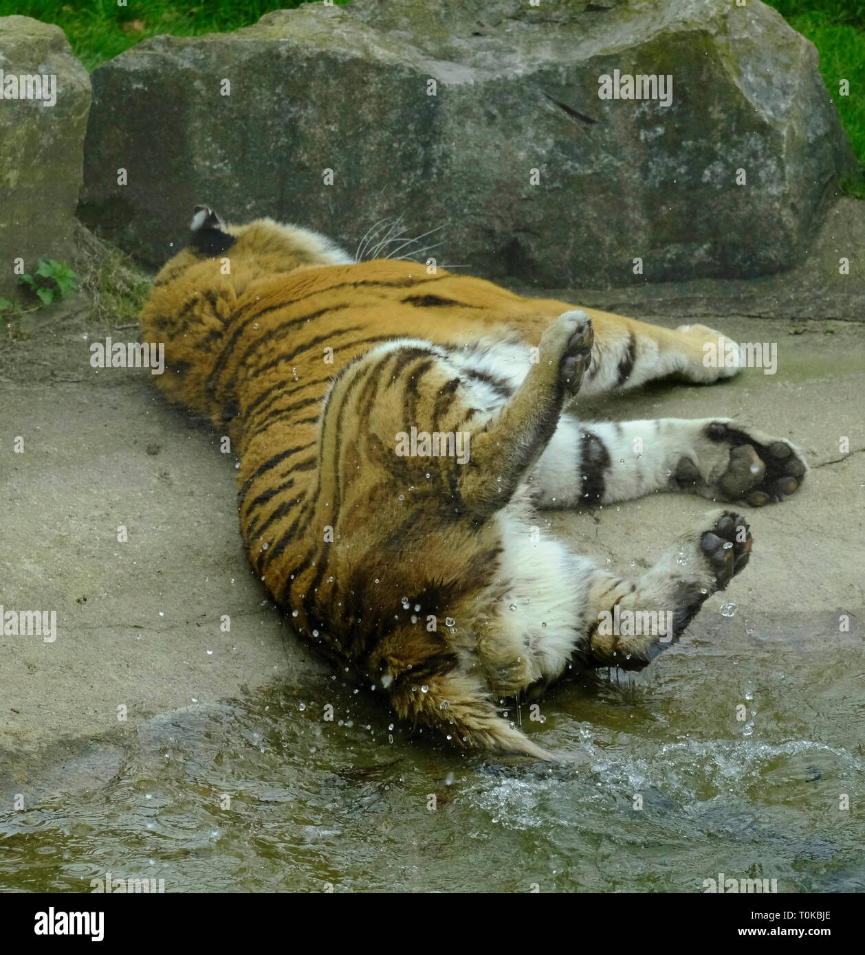 Captive Amur Tiger spielen durch Zischenden sein Schwanz in seinem Pool von Wasser Stockfoto