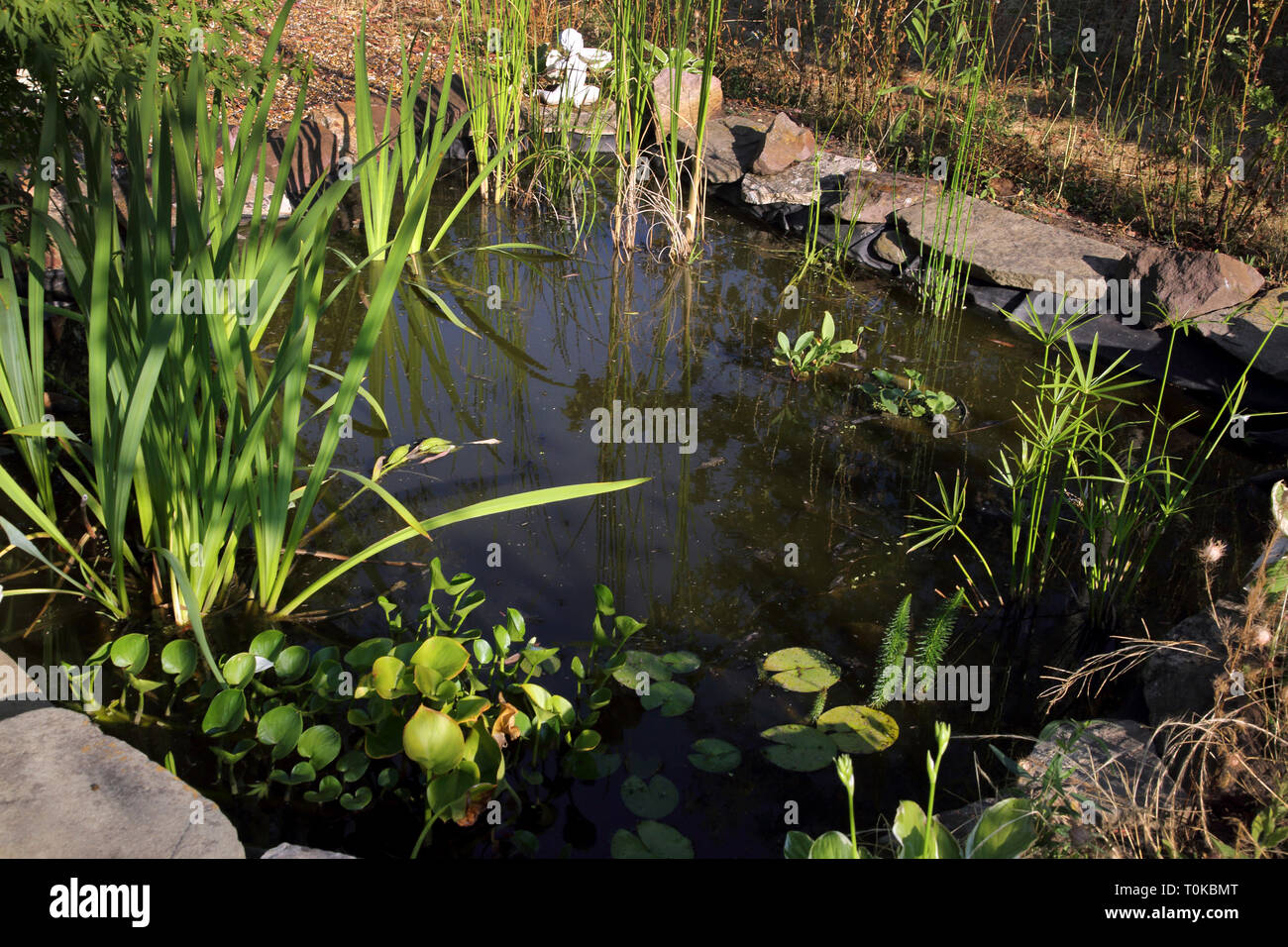 Teich im Garten Surrey, England Stockfoto