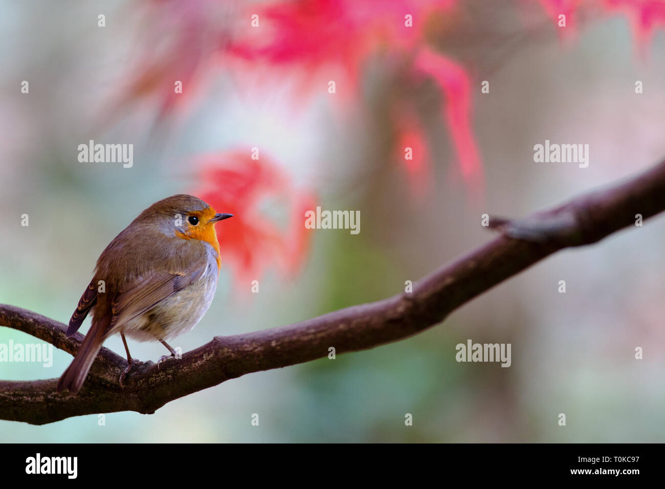 Eine europäische Rotkehlchen (Erithacus Rubecula) in einer geringen Tiefenschärfe inmitten Herbstlicher roten japanischen Ahorn Stockfoto
