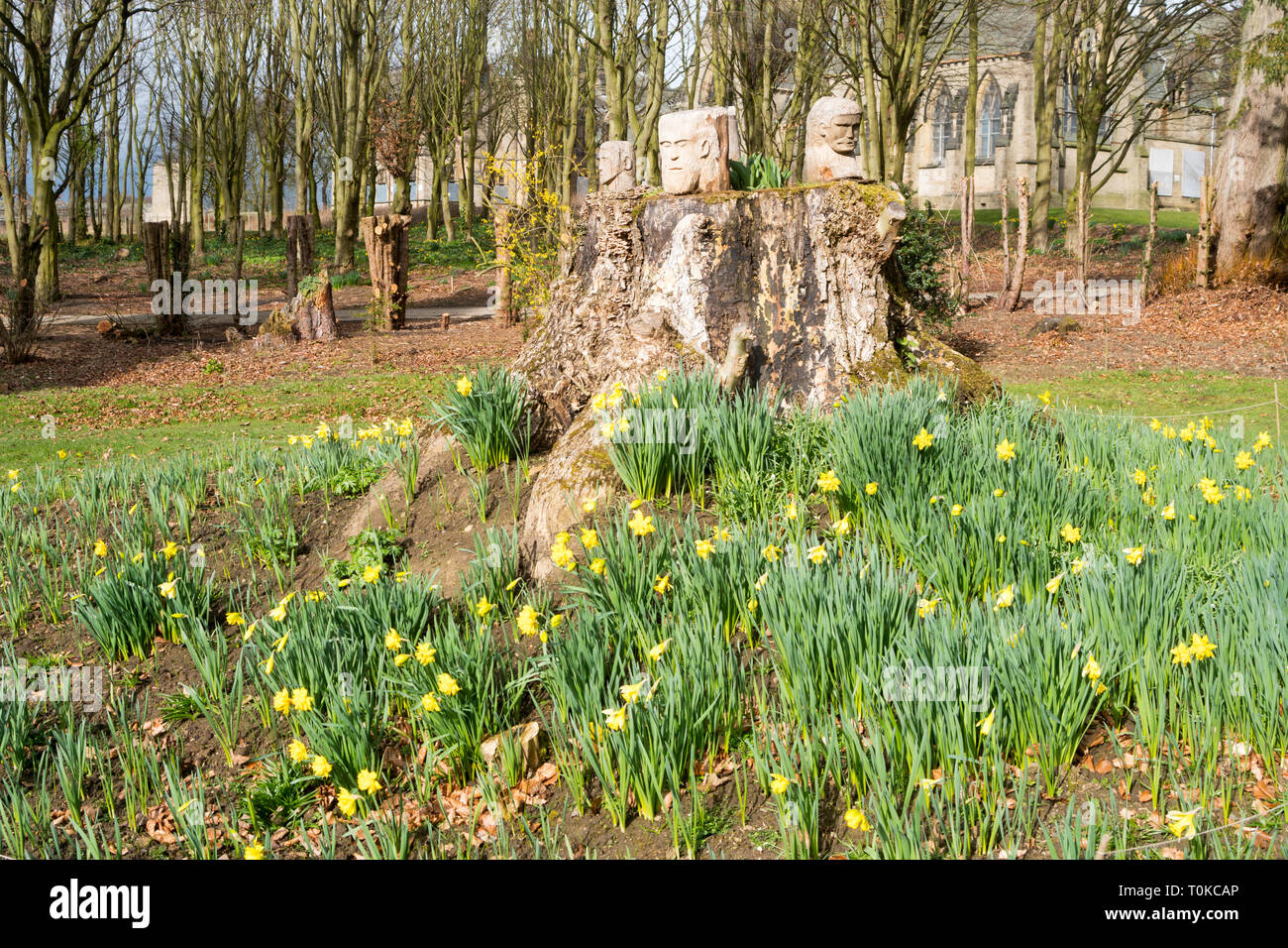 Frühling Narzissen und geschnitzten Köpfen in den Gärten von ushaw College, Co Durham, England, Großbritannien Stockfoto