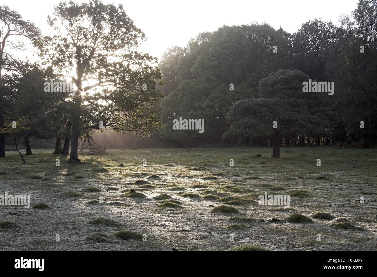 Beweidung der Wiesen Holz Ecke New Forest National Park Hampshire England Stockfoto