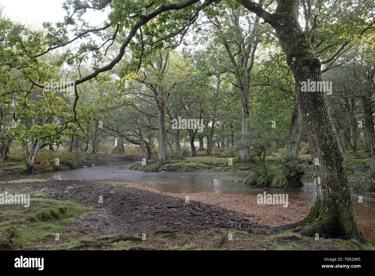Ober Wasser Strom und Ober Ecke New Forest National Park Hampshire England Großbritannien Stockfoto