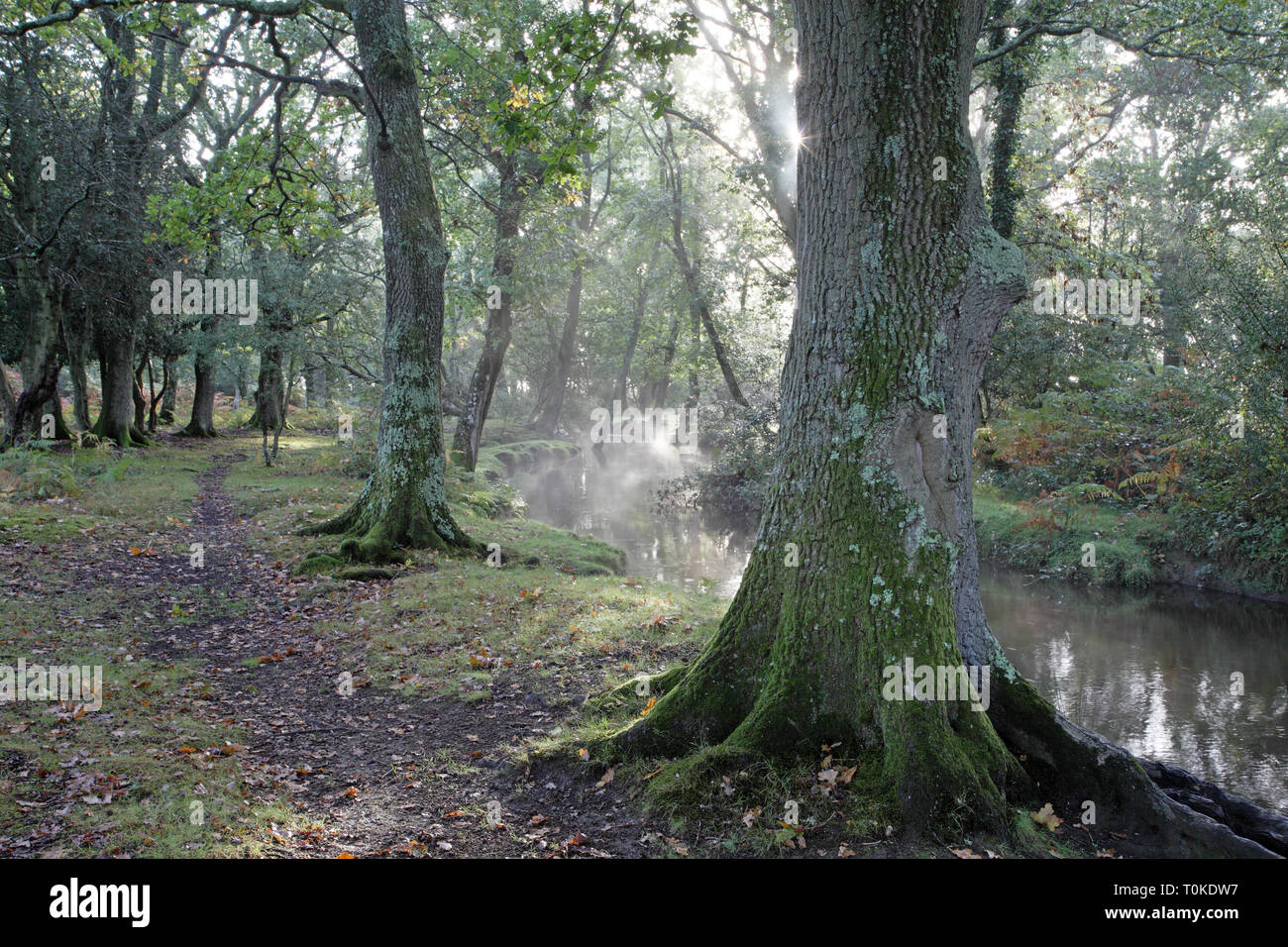 Ober Wasser Strom und Ober Ecke New Forest National Park Hampshire England Großbritannien Stockfoto