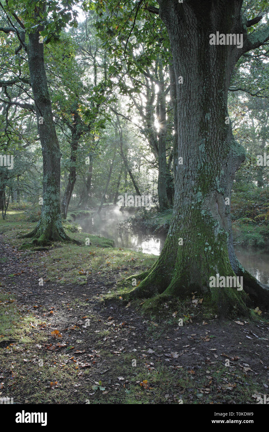 Ober Wasser Strom und Ober Ecke New Forest National Park Hampshire England Großbritannien Stockfoto