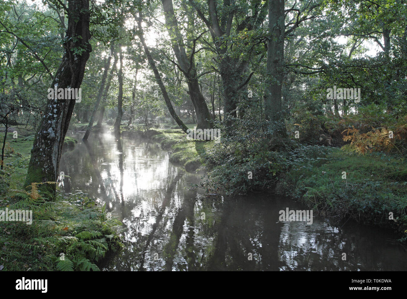 Ober Wasser Strom und Ober Ecke New Forest National Park Hampshire England Großbritannien Stockfoto