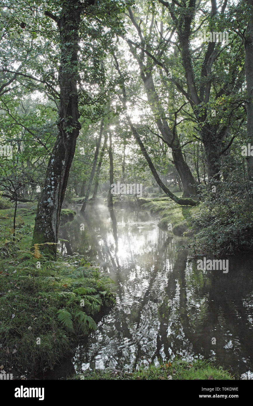 Ober Wasser Strom und Ober Ecke New Forest National Park Hampshire England Großbritannien Stockfoto