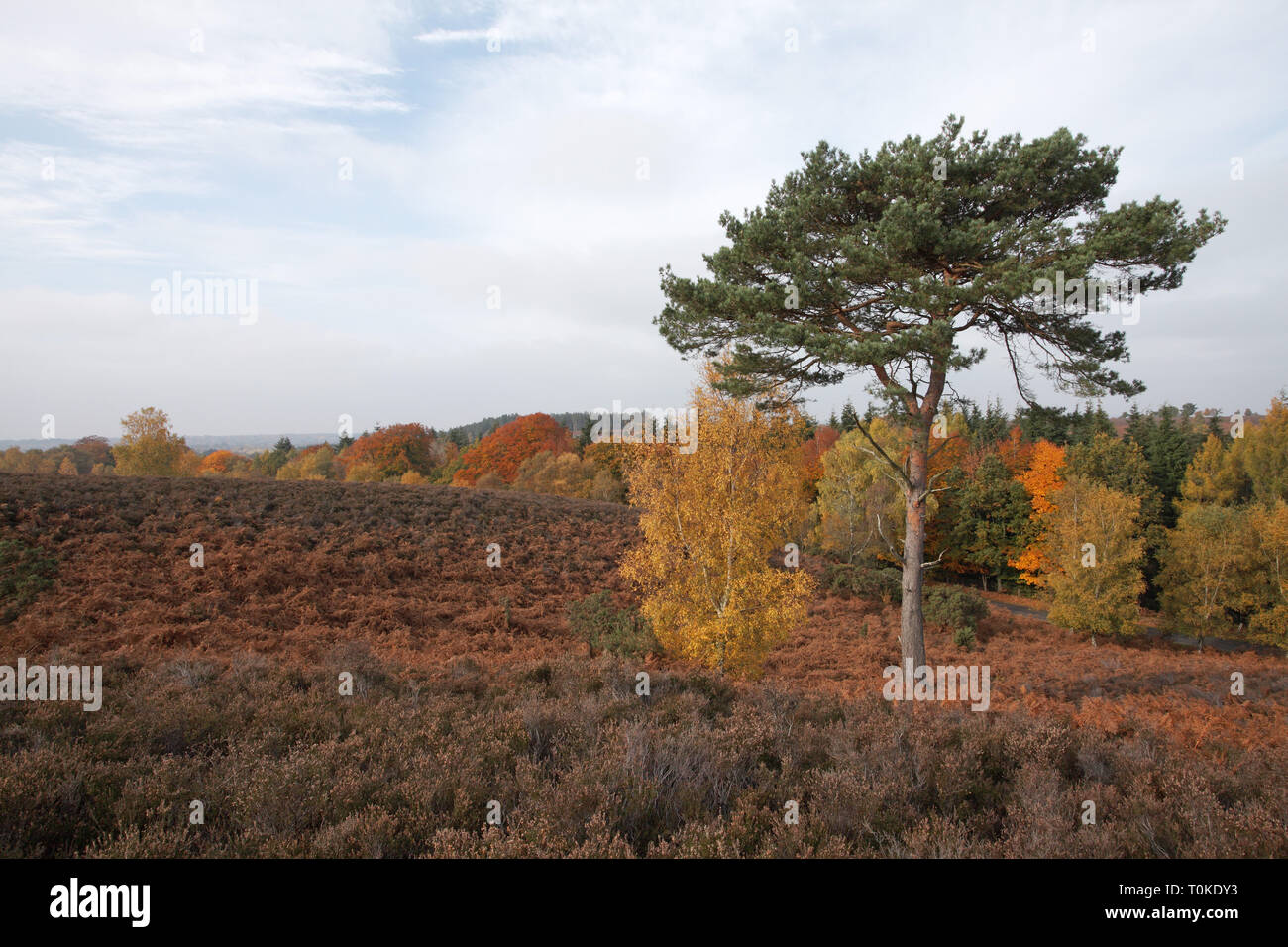 Kiefer Pinus sylvestris und Silber Birke Betula pendula Rockford gemeinsame New Forest National Park Hampshire England Großbritannien Stockfoto