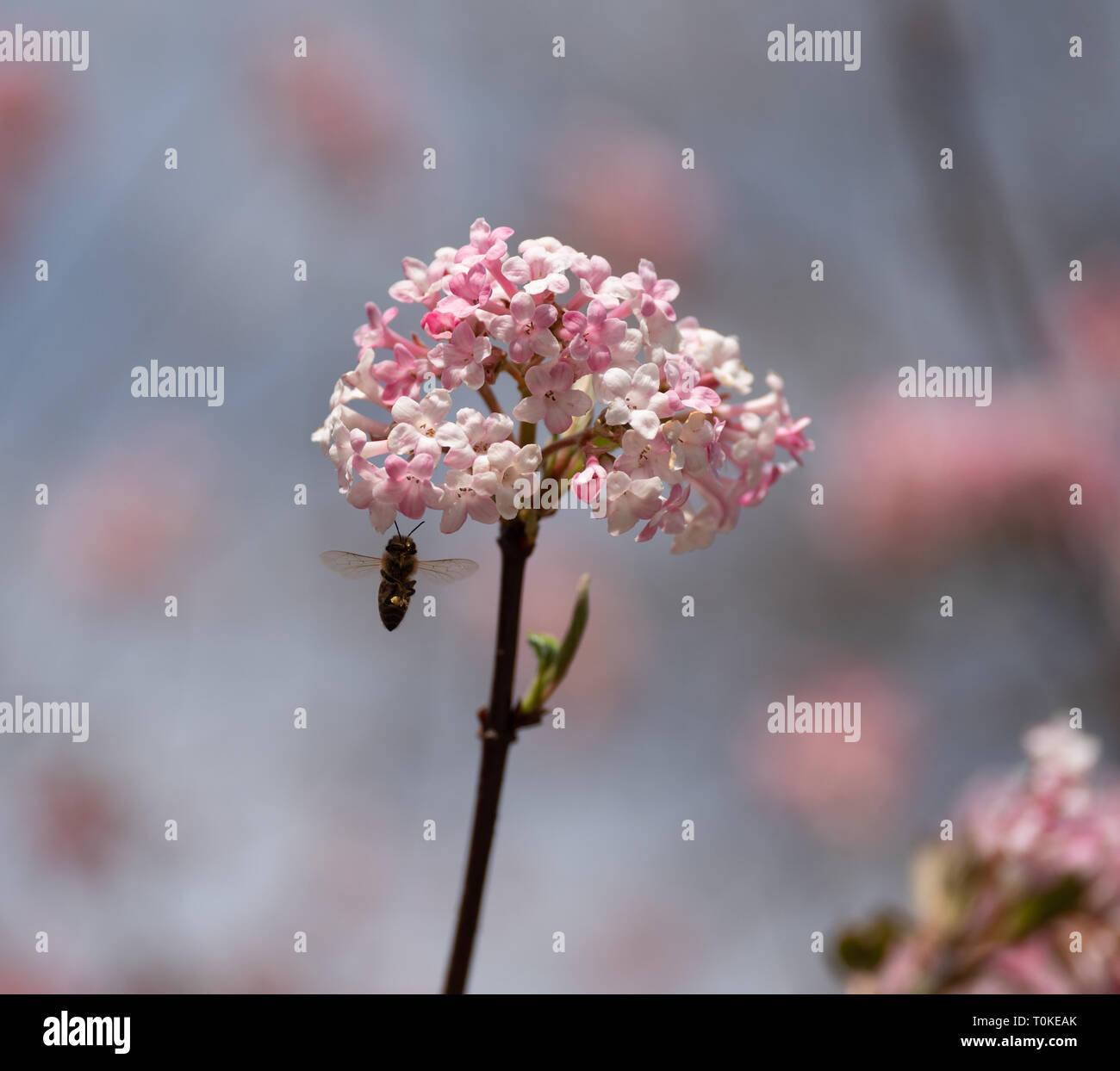 Bild einer Biene fliegt auf die rosenblüte eines Winter Schneeball im Frühjahr an einem sonnigen Tag mit Unschärfe im Hintergrund Stockfoto