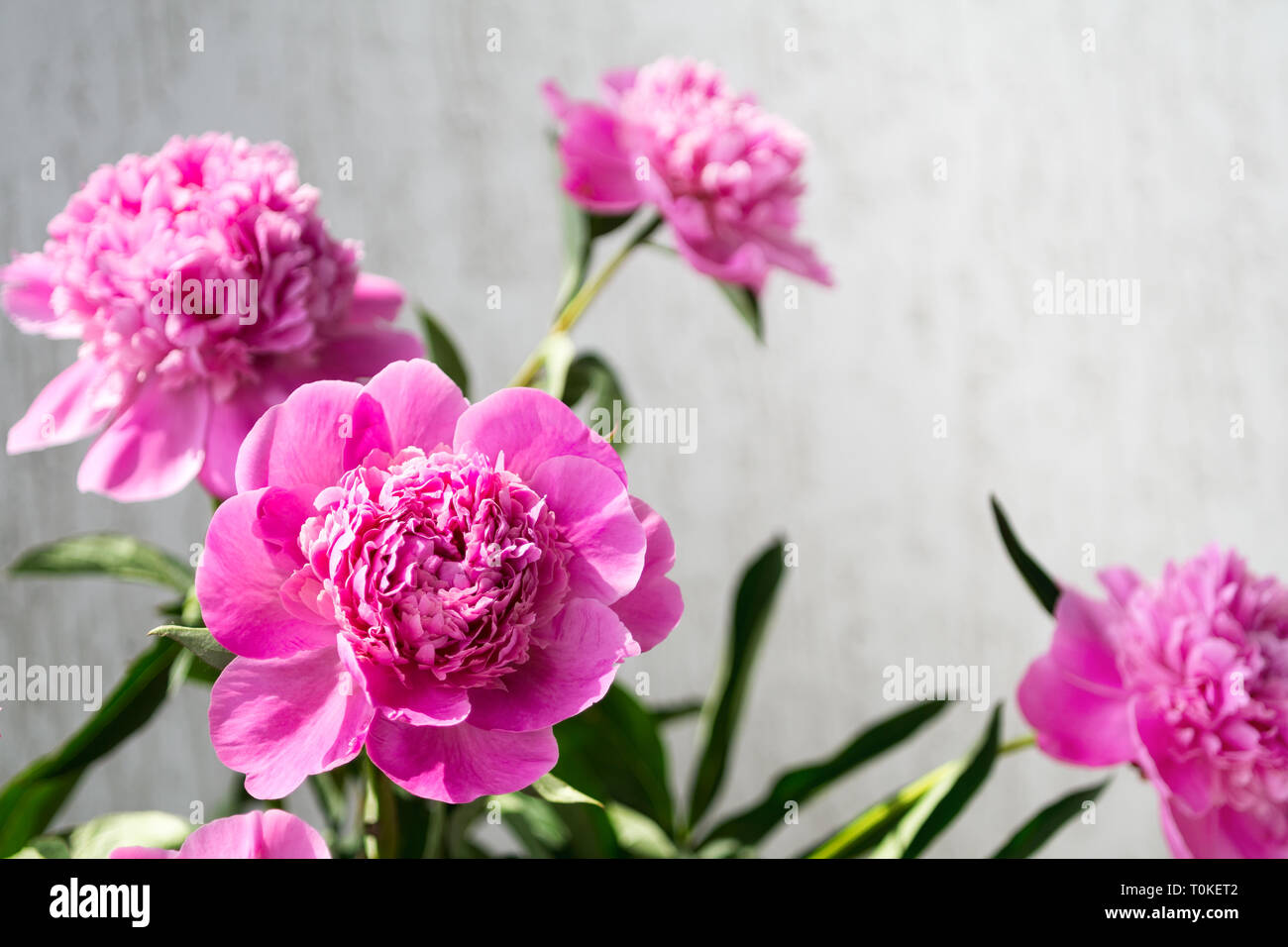 Floral background mit Copyspace. Rosa pfingstrose Blumen, selektiven Fokus. Stockfoto
