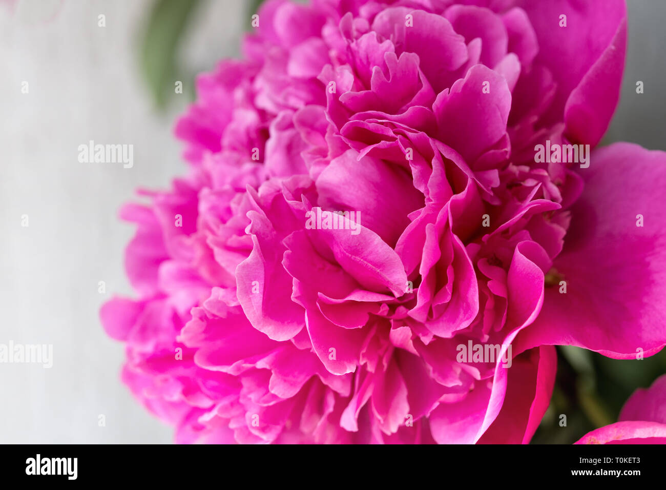 Nahaufnahme von rosa Pfingstrose auf hellen Hintergrund. Floral background. Stockfoto