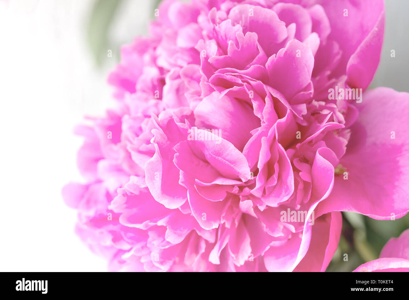 Nahaufnahme von rosa Pfingstrose auf hellen Hintergrund. Mit zarten Blumenmustern Hintergrund. Stockfoto