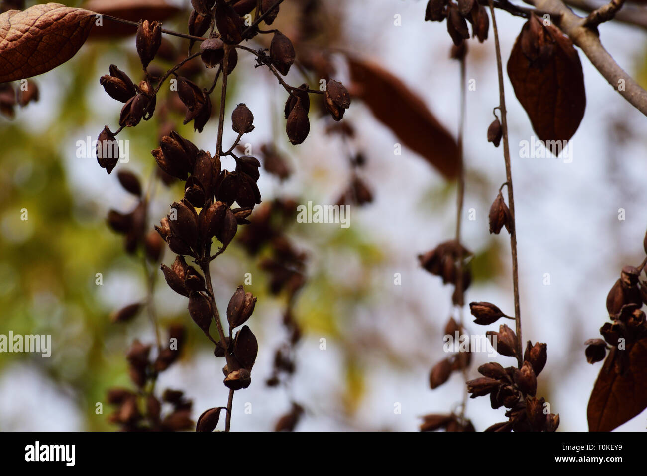 Zweige mit trockenen Blättern in der Natur Stockfoto