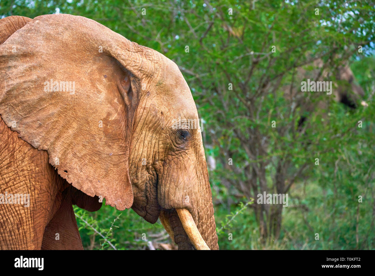 Afrikanische Tiere, Löwen, Zebras, Gnus, Elefanten, Kälber, Giraffe, Vögel, Sterne, Sonnenuntergang, Sonnenaufgang Stockfoto