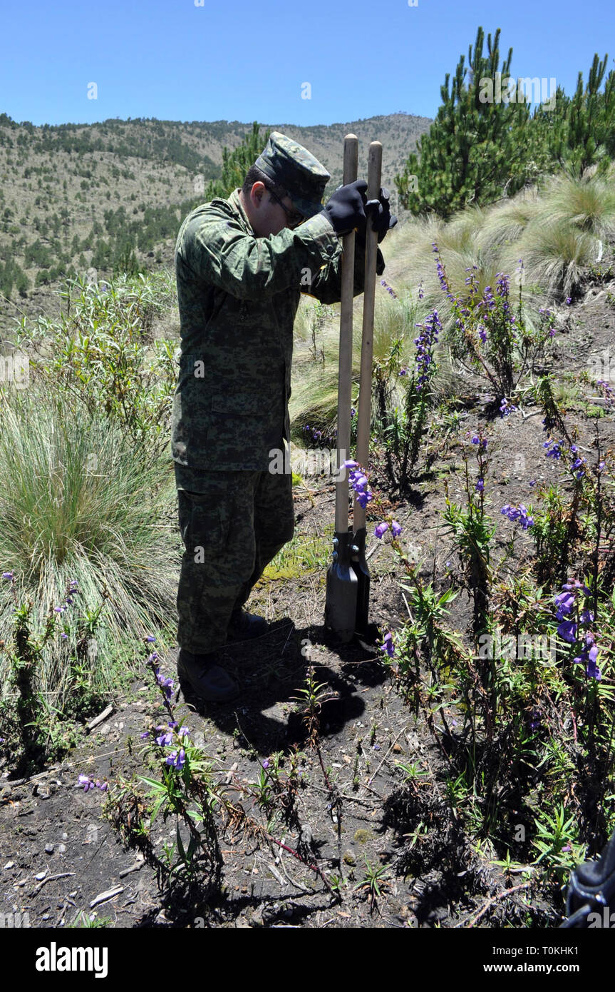 ORIZABA. - Elementos del Ejercito Mexicano llevaron a Cabo en el Parque Nacional? Pico de Orizaba? La de reforestación arbolitos de Pino blanco para reducir Los daños que ha causado La Tala clandestina, se Estima que con el apoyo de 150 elementos y en un lapso de entre ocho y 10 Días, Sean reforestadas 50 hectáreas con la siembra de 50 mil plántulas de pino Blanco. /FOTOJAROCHA.COM/ Patricia Barradas/NortePhoto Stockfoto