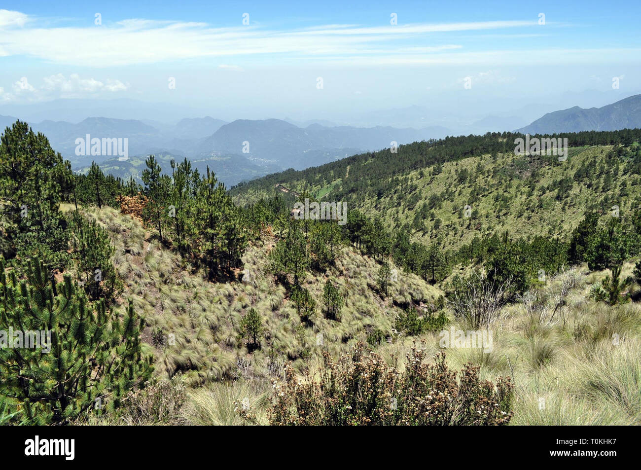 ORIZABA. - Elementos del Ejercito Mexicano llevaron a Cabo en el Parque Nacional? Pico de Orizaba? La de reforestación arbolitos de Pino blanco para reducir Los daños que ha causado La Tala clandestina, se Estima que con el apoyo de 150 elementos y en un lapso de entre ocho y 10 Días, Sean reforestadas 50 hectáreas con la siembra de 50 mil plántulas de pino Blanco. /FOTOJAROCHA.COM/ Patricia Barradas/NortePhoto Stockfoto