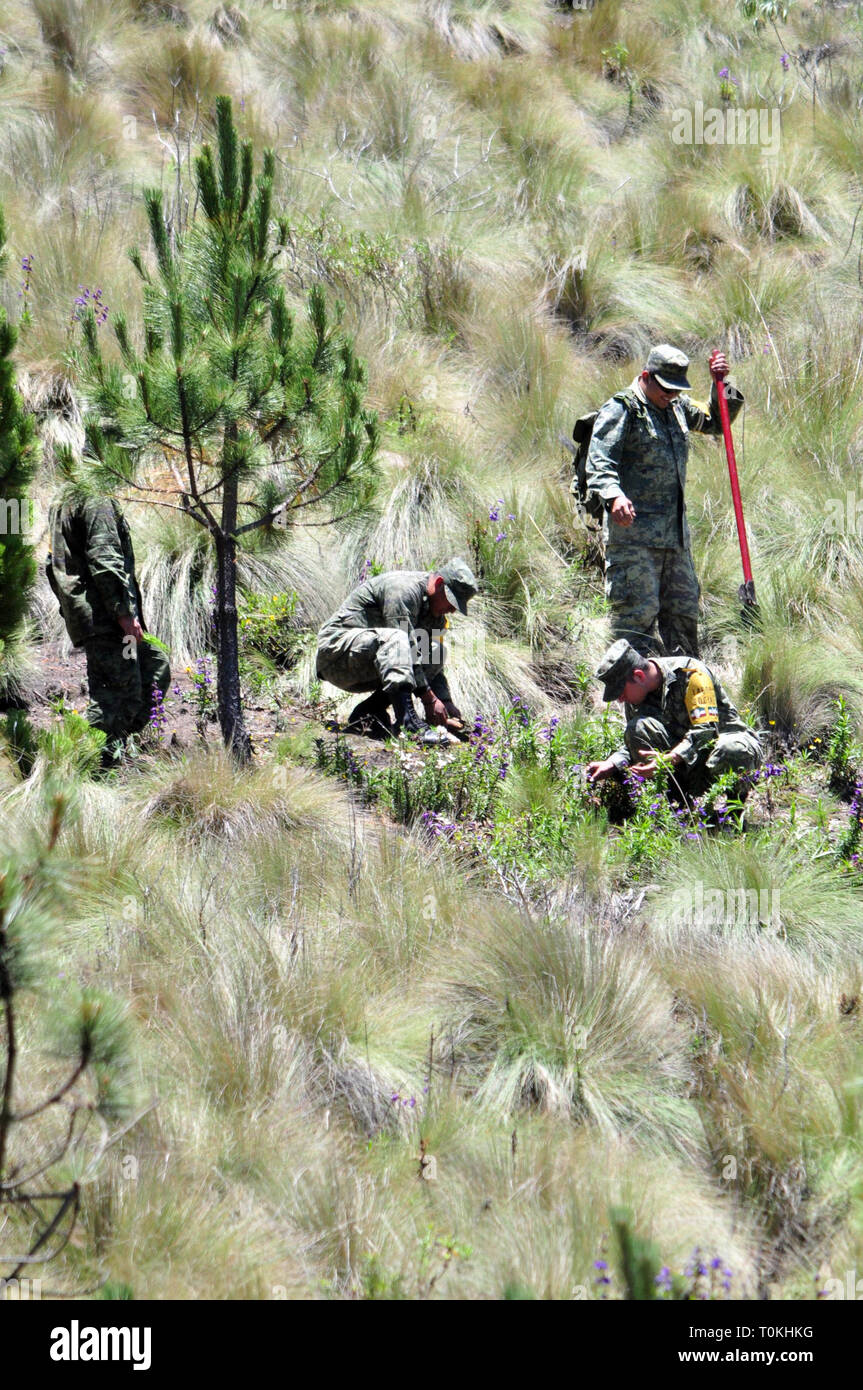 ORIZABA. - Elementos del Ejercito Mexicano llevaron a Cabo en el Parque Nacional? Pico de Orizaba? La de reforestación arbolitos de Pino blanco para reducir Los daños que ha causado La Tala clandestina, se Estima que con el apoyo de 150 elementos y en un lapso de entre ocho y 10 Días, Sean reforestadas 50 hectáreas con la siembra de 50 mil plántulas de pino Blanco. /FOTOJAROCHA.COM/ Patricia Barradas/NortePhoto Stockfoto