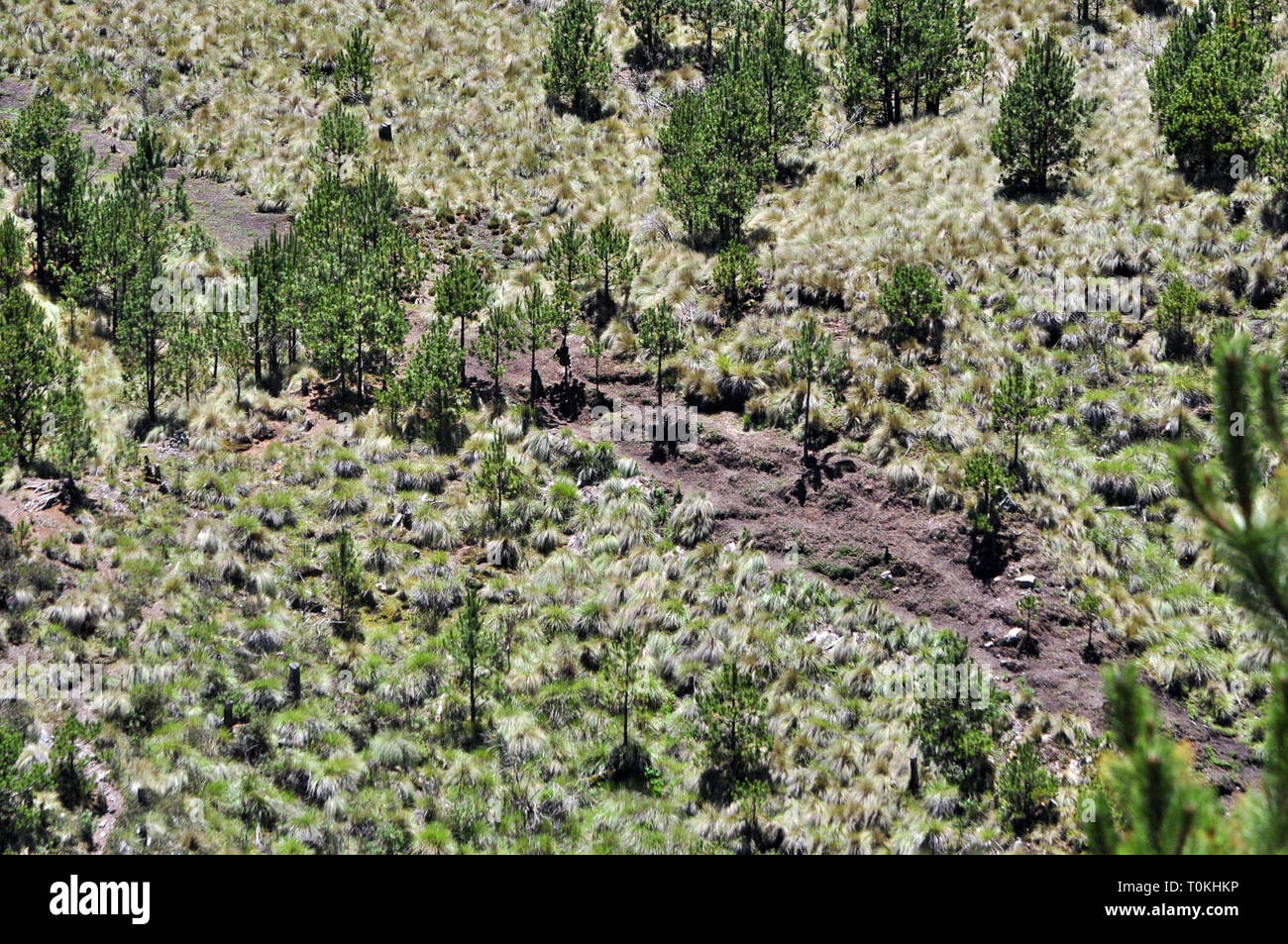 ORIZABA. - Elementos del Ejercito Mexicano llevaron a Cabo en el Parque Nacional? Pico de Orizaba? La de reforestación arbolitos de Pino blanco para reducir Los daños que ha causado La Tala clandestina, se Estima que con el apoyo de 150 elementos y en un lapso de entre ocho y 10 Días, Sean reforestadas 50 hectáreas con la siembra de 50 mil plántulas de pino Blanco. /FOTOJAROCHA.COM/ Patricia Barradas/NortePhoto Stockfoto