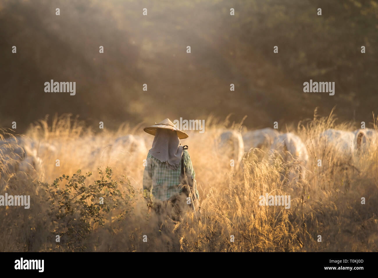 Eine Kuh herder Spaziergänge durch ein Feld von Vieh in der Dämmerung in Bagan, Myanmar Stockfoto