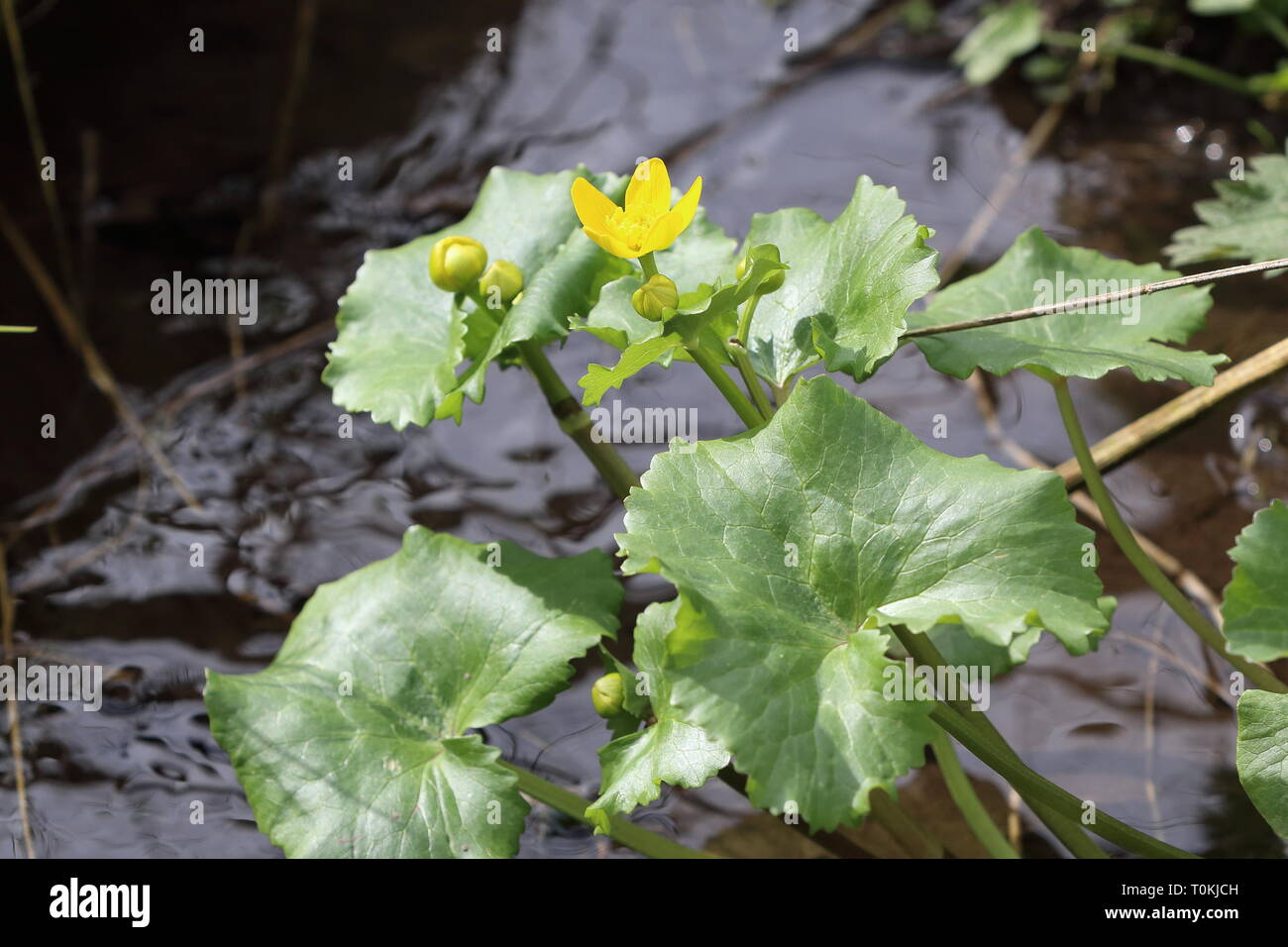 Caltha palustris, bekannt als Marsh-Marigold und kingcup wächst an der Seite von einem kleinen Bach im Wald Stockfoto