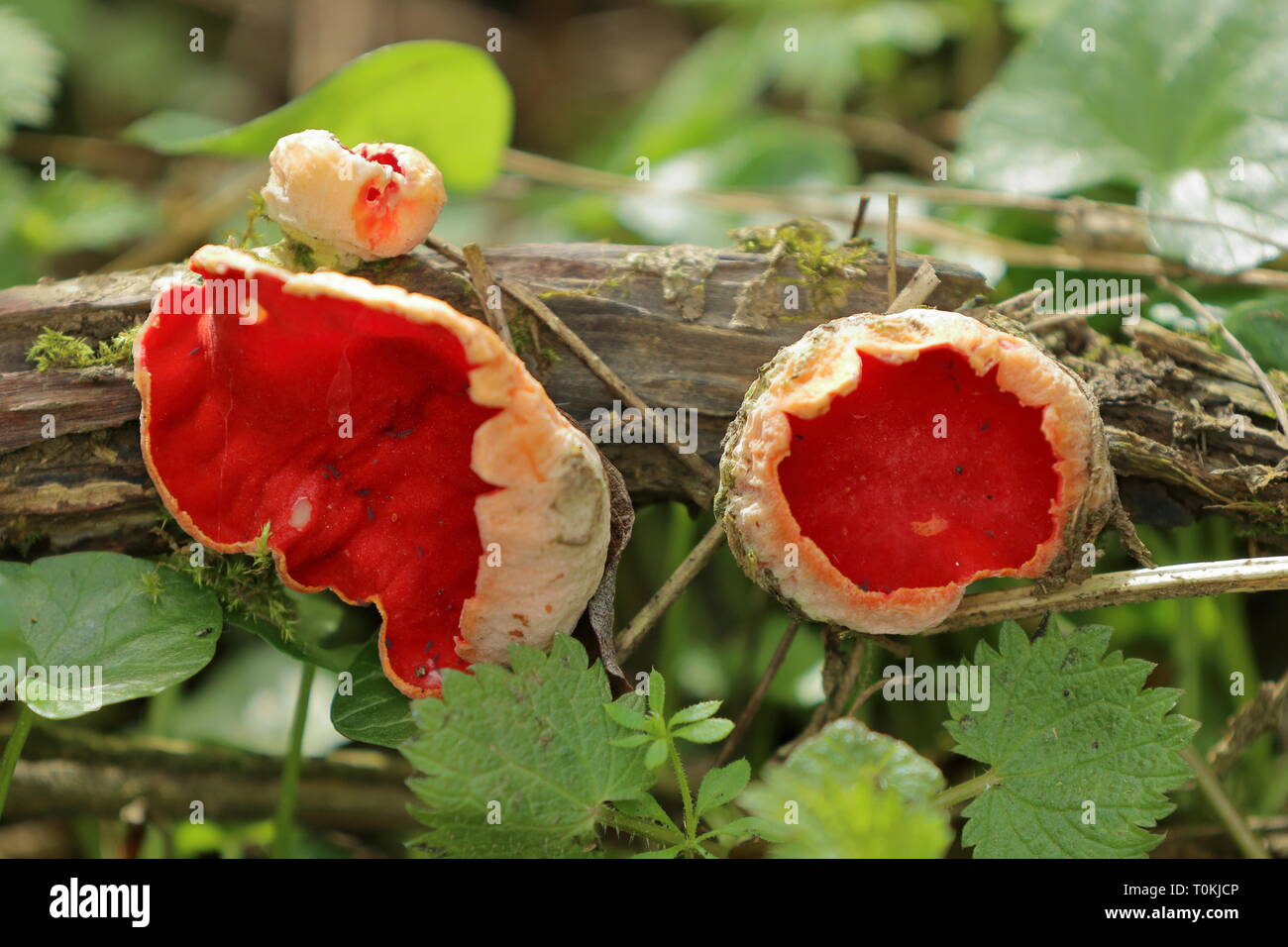 Scarlet elf Cup (Sarcoscypha austriaca) Pilze wissen auch als Badewanne Feen" und Moos Schale wachsen auf einer verfallenden Zweig Stockfoto