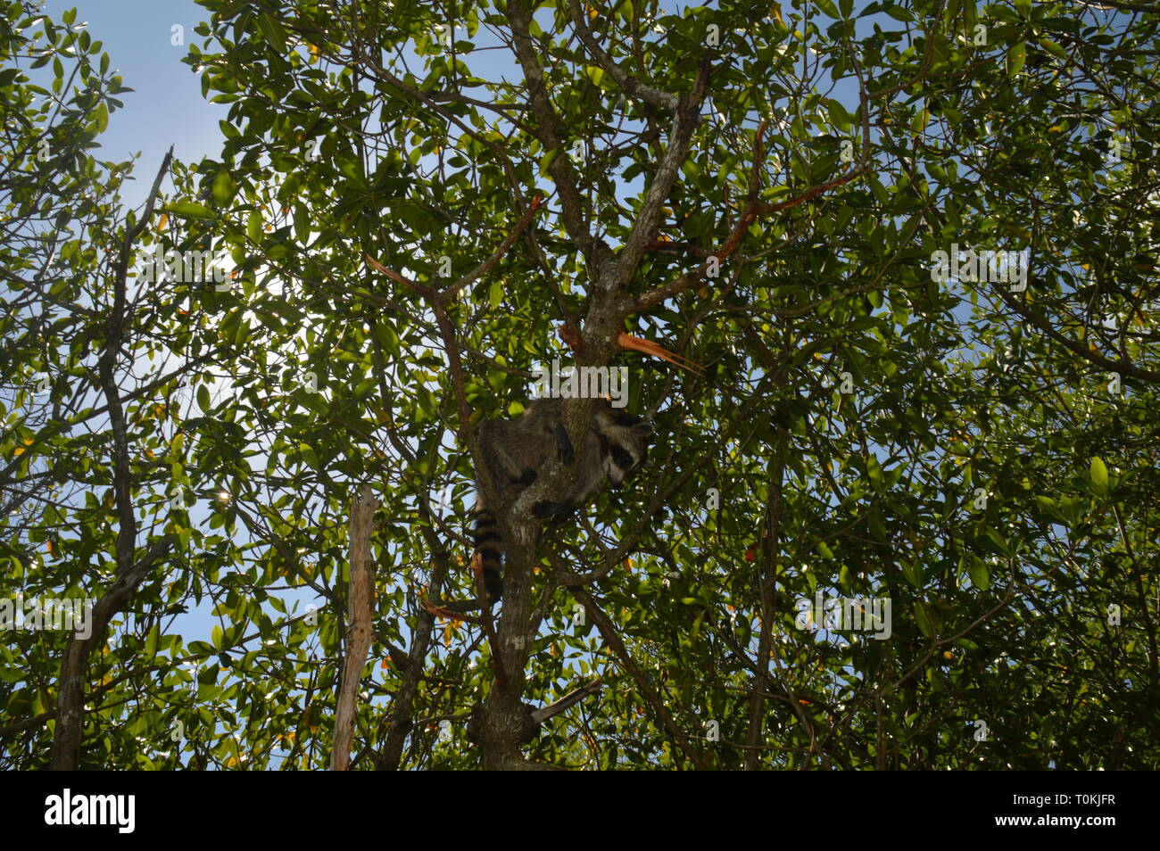 Racoon in den Everglades Stockfoto