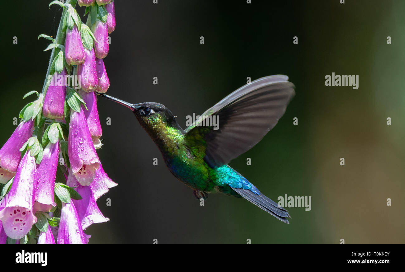 Mit Bill in einer Blume eine feurig-Throated Kolibris Flügel aufrecht eingefroren werden, während Sie den Mauszeiger für eine Mahlzeit klemmt Stockfoto