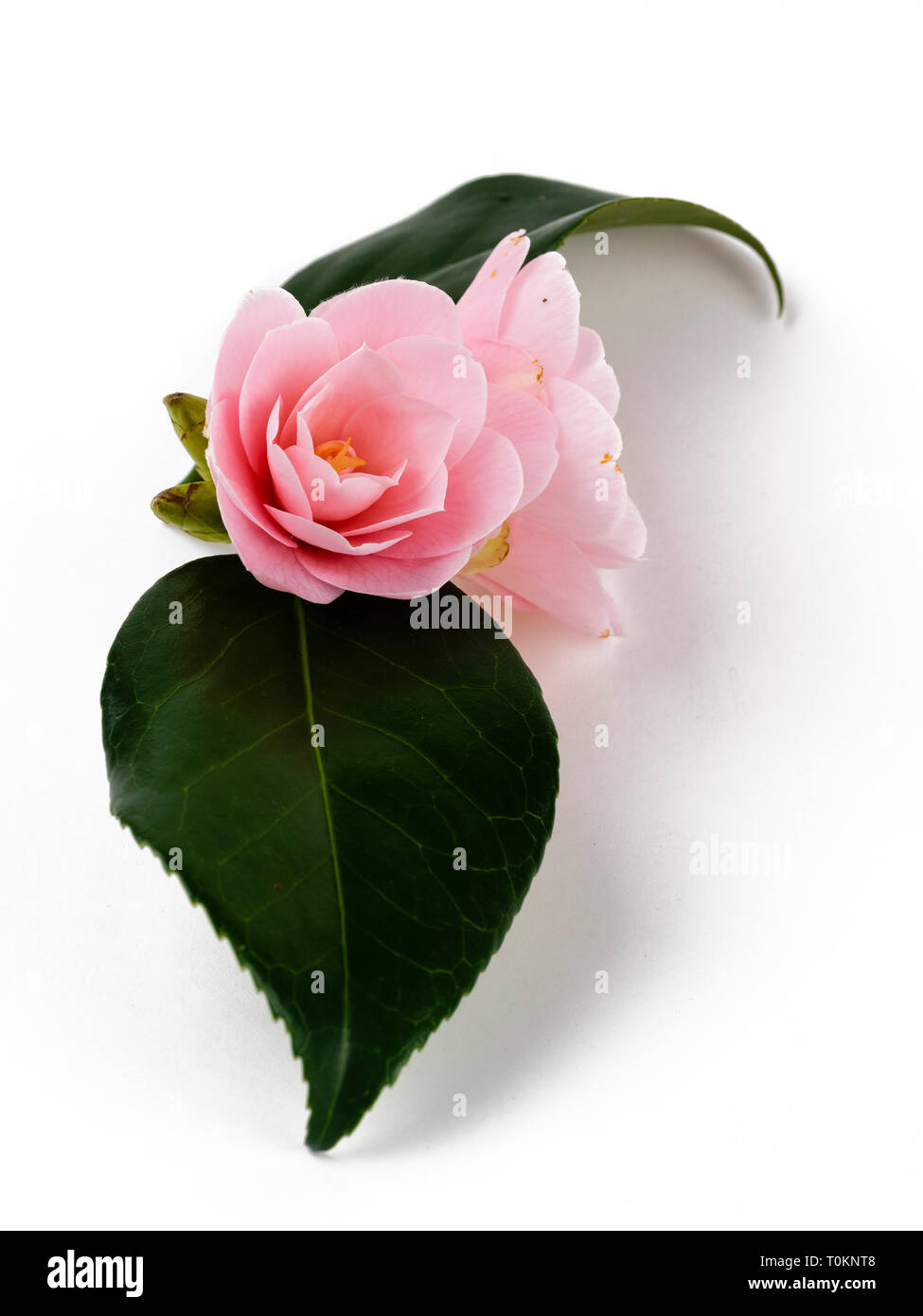 Twin Blüten der semi Double pink Camellia japonica 'Magnoliaeflora" auf weißem Hintergrund Stockfoto