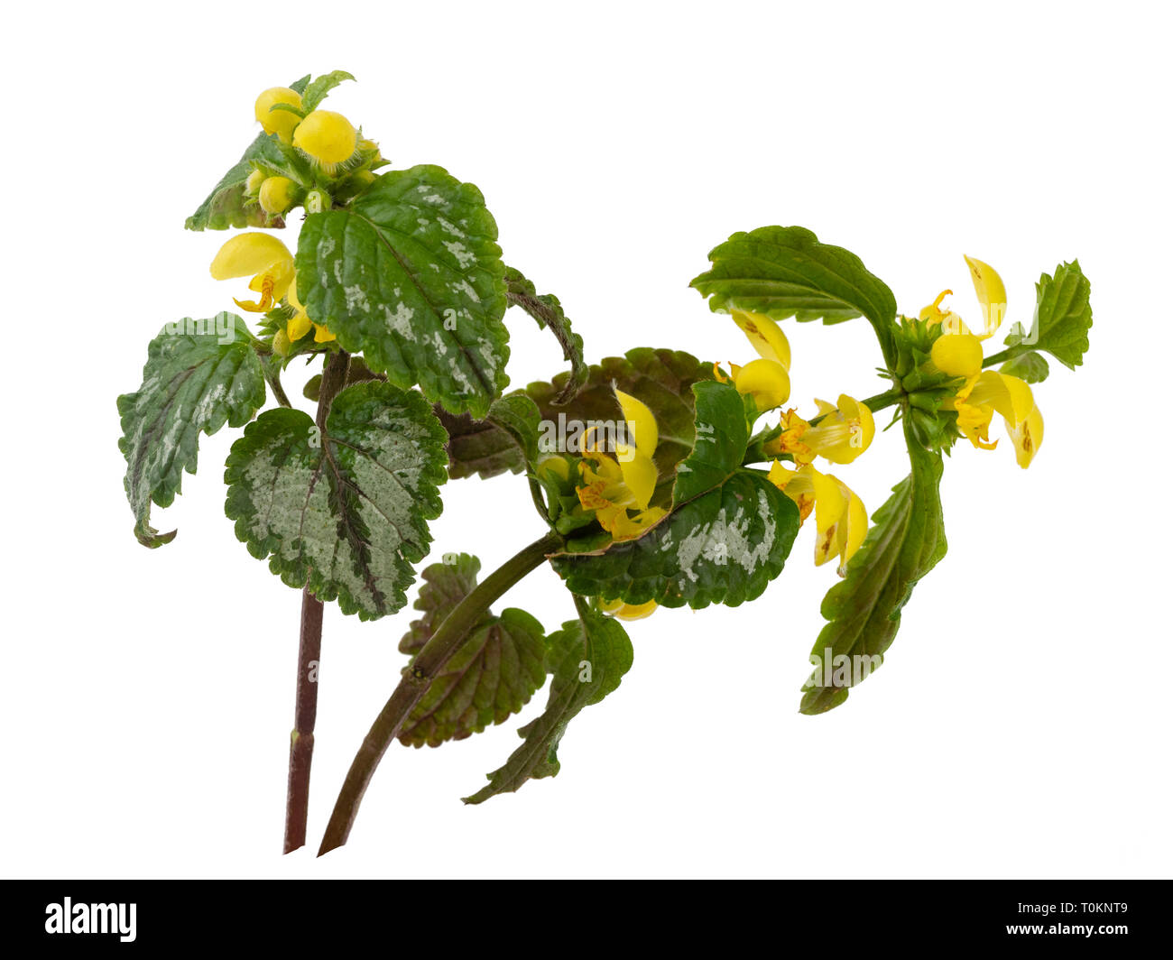 Bunte Blätter und gelben Frühlingsblumen der invasiven Garten Pflanze, Lamiastrum galeobdolon subsp argentatum, auf weißem Hintergrund Stockfoto