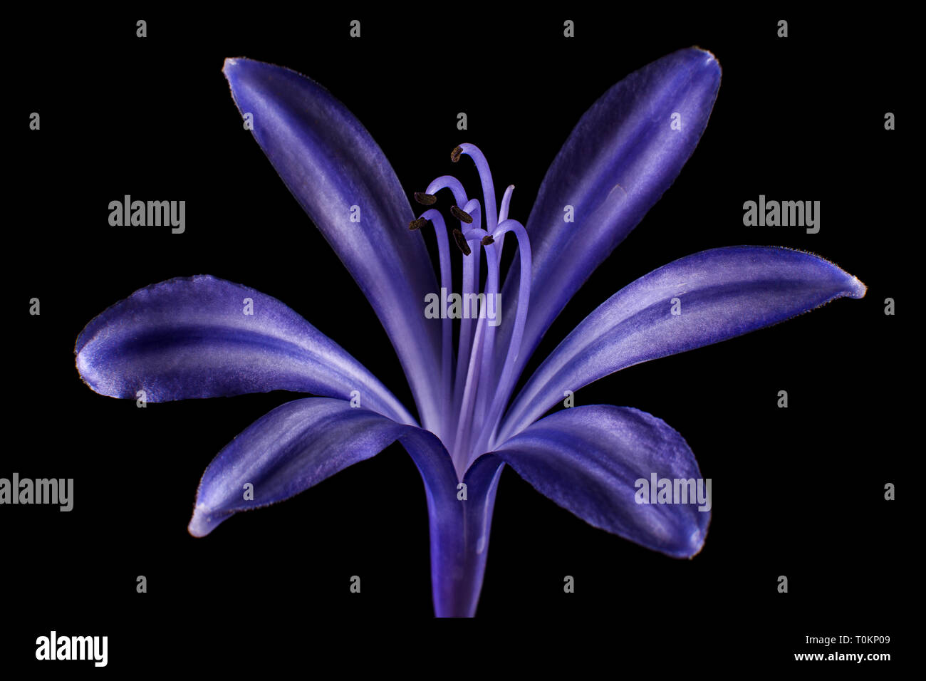 Lilie der Nil Blume Makro Nahaufnahme Detail Stockfoto