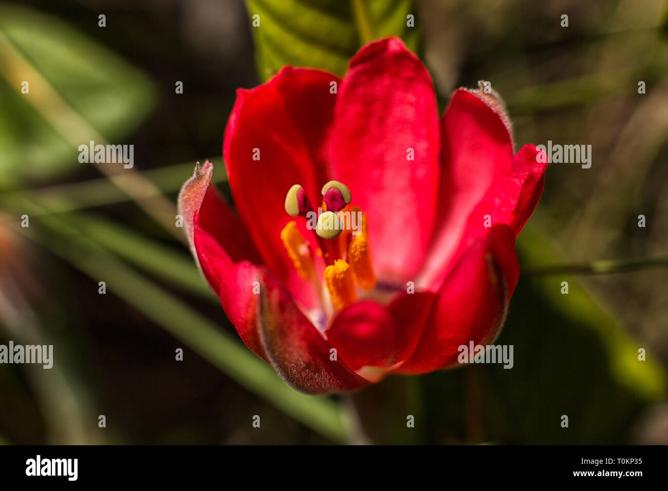 Rote Passionsblume in Ecuador Anden Bereich Stockfoto