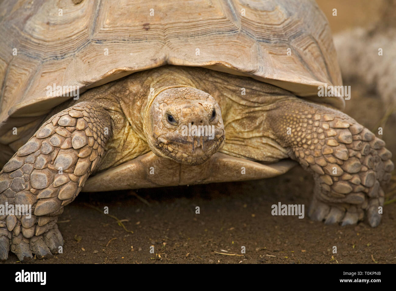Die Bolson Schildkröte, auch riesige mexikanische Schildkröte, Gopherus flavomarginatus, in der Wüste in der Nähe von La Paz, Baja, Mexiko Stockfoto