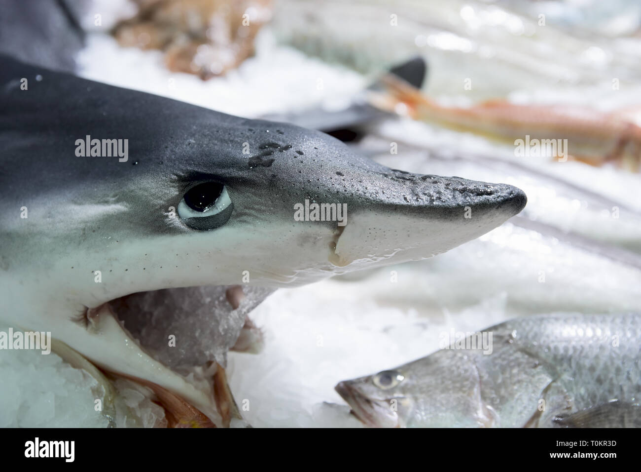 Shark auf Eis, Fisch Markt Stockfoto