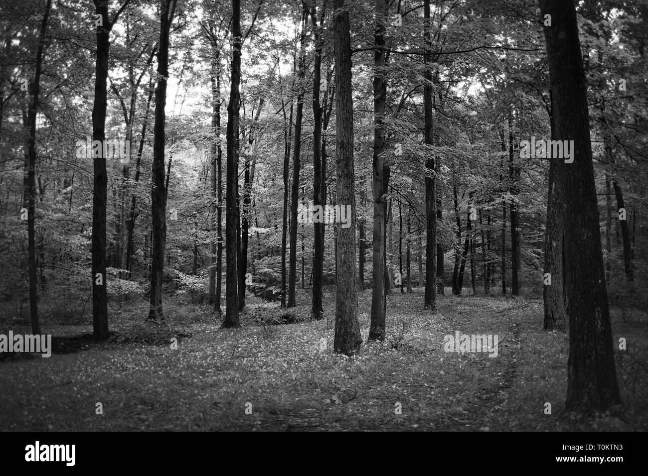 Remote Wald voller Bäume. Stockfoto