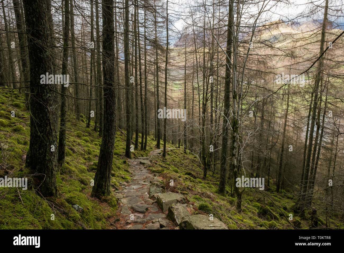 Woodland weg von buttermere durch Burtness Holz in Richtung Bleaberry Tarn & Red Pike, Cumbria Stockfoto