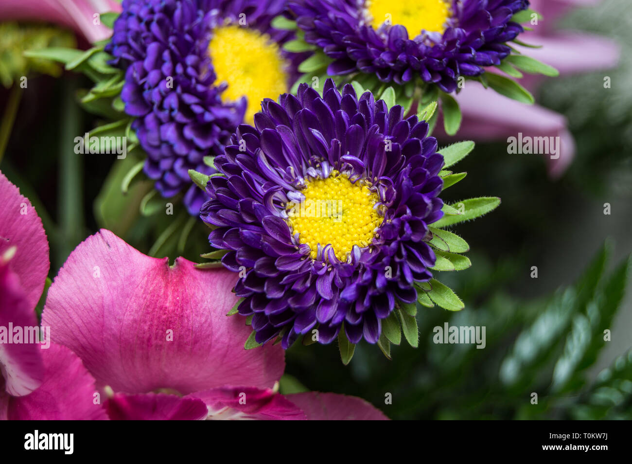 Blume lila Aster Stockfoto