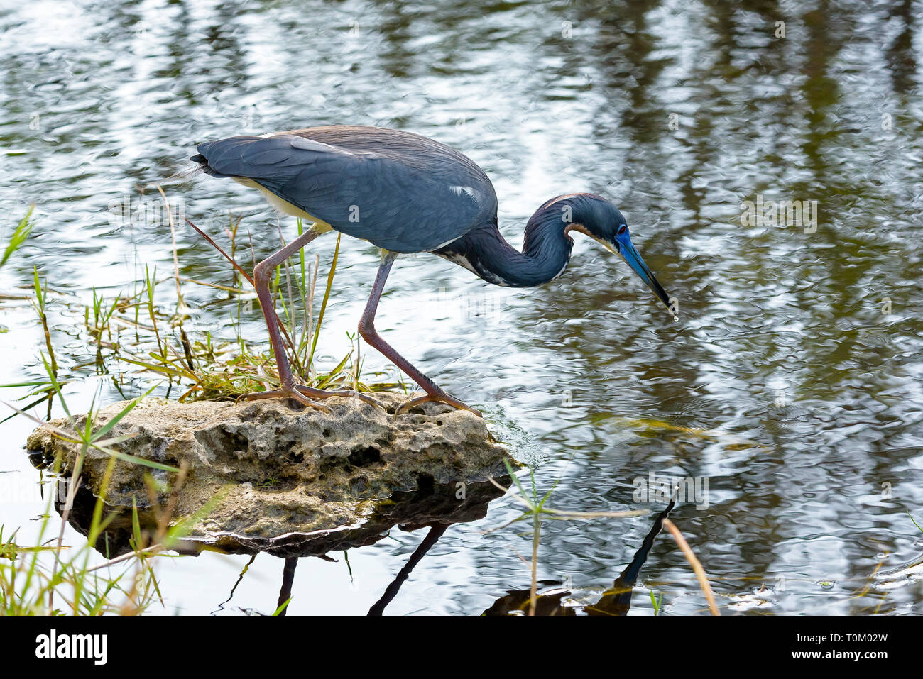 Dreifarbige Heron (Egretta tricolor) Angeln in Shark Valley, Everglades National Park, Florida, USA Stockfoto