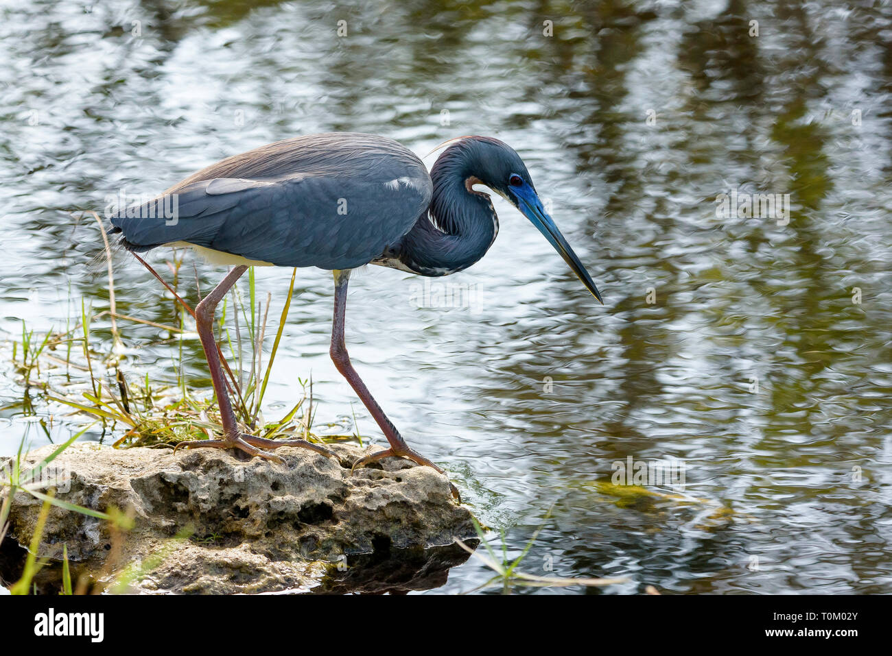 Dreifarbige Heron (Egretta tricolor) Angeln in Shark Valley, Everglades National Park, Florida, USA Stockfoto