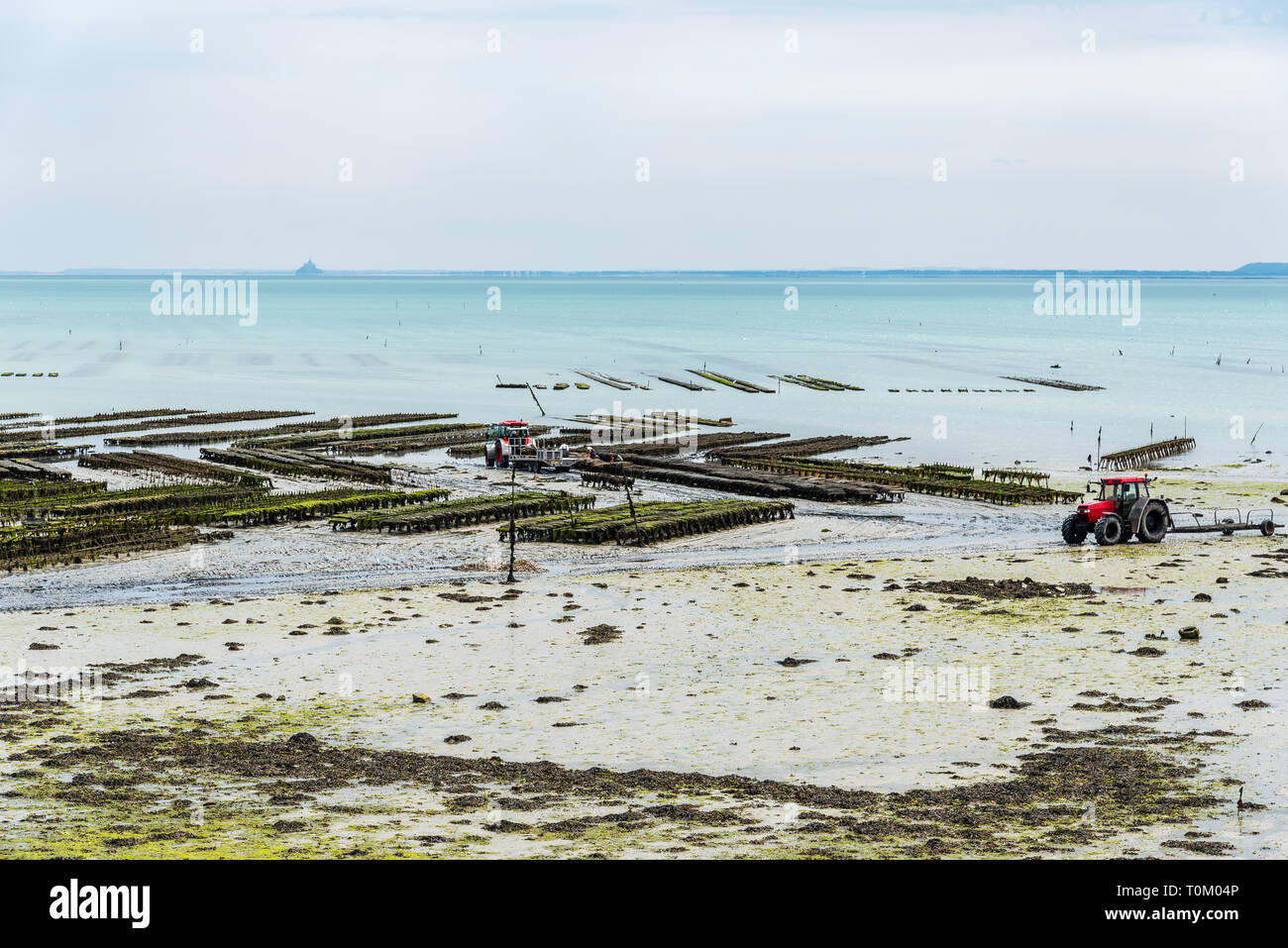 Auster Betriebe mit wachsenden Austern bei Ebbe ein bewölkter Tag des Sommers in den Hafen von Cancale, Bretagne, Frankreich. Mont Saint-Michel auf Hintergrund Stockfoto