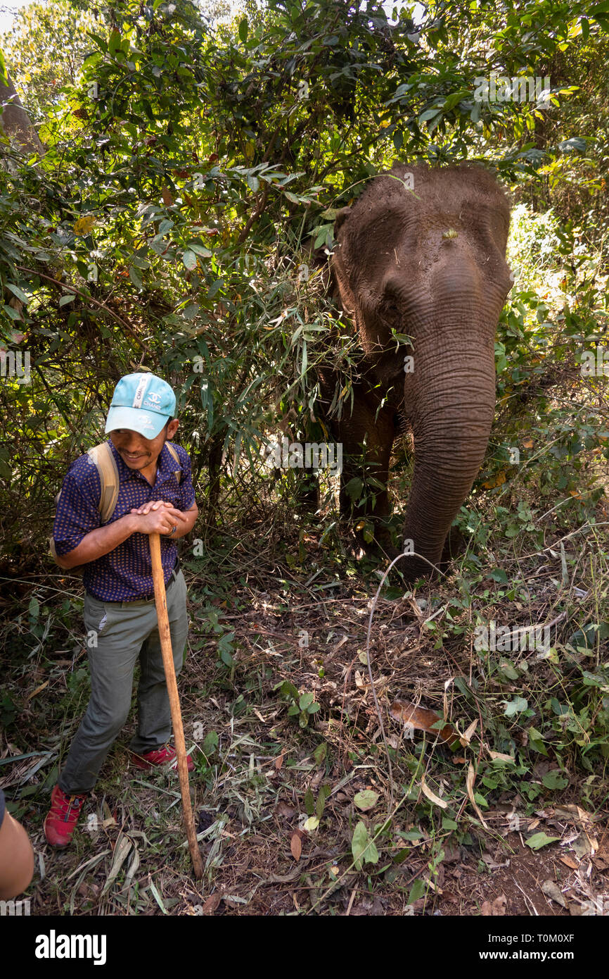 Kambodscha, Provinz Mondulkiri, Sen monorom, Elephant Valley Projekt, lokale Bunong guide neben Elefanten füttern im Wald Stockfoto