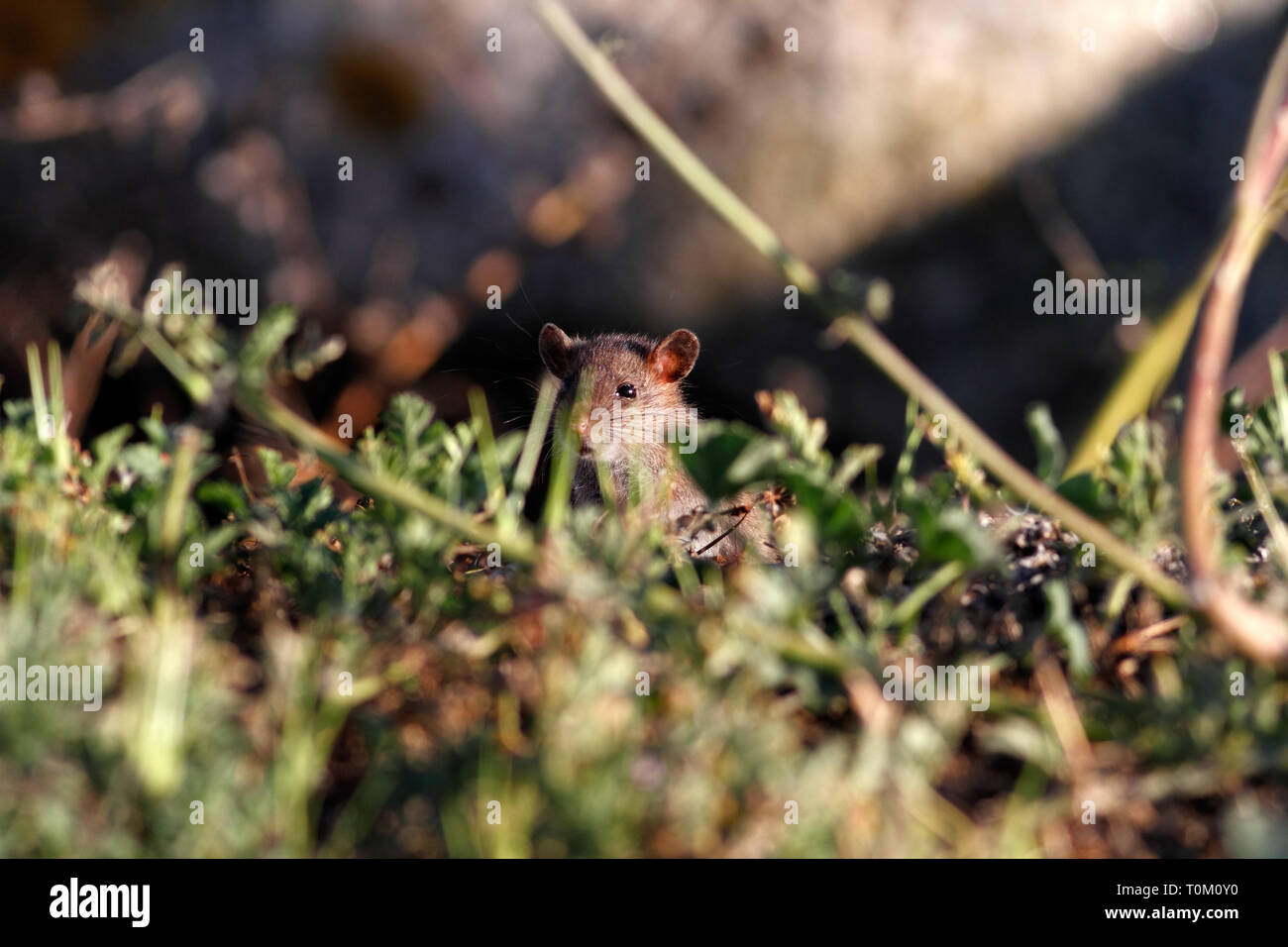Nahaufnahme eines Landes Maus auf der Suche nach Essen hinter dem Gras. Ave River, in der Nähe von Porto, Portugal Stockfoto