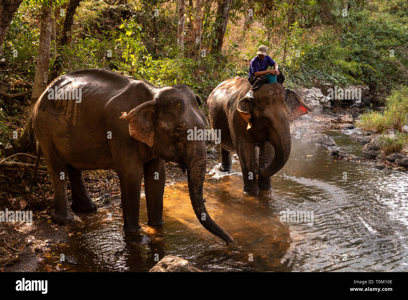 Kambodscha, Provinz Mondulkiri, Sen monorom, Elephant Valley Projekt, ehemalige Arbeitselefanten in Fluß Stockfoto