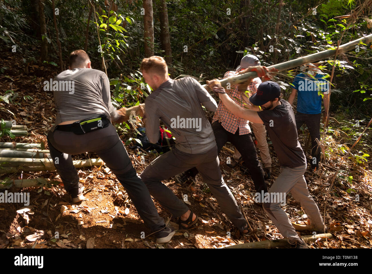 Kambodscha, Provinz Mondulkiri, Sen monorom, Elephant Valley Projekt-, Team der jungen Freiwilligen ziehen cut Bamboo aus Wald Stockfoto