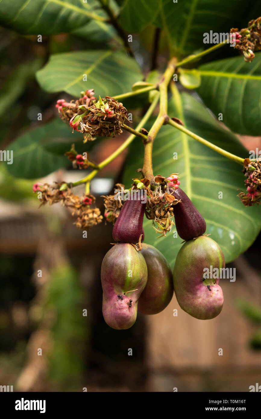 Kambodscha, Provinz Mondulkiri, Sen monorom, Cashew-nuss und Apple wächst an Anacardium occidentale Baum Stockfoto