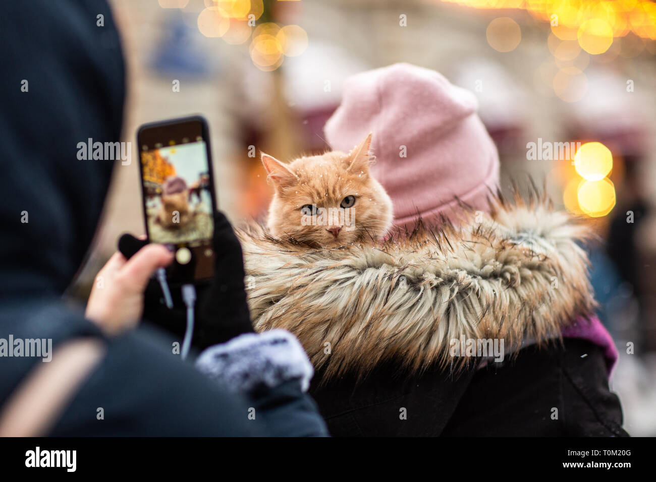 Bild von der Rückseite der Frau in rosa Hut mit Ingwer Katze auf der Schulter. Stockfoto