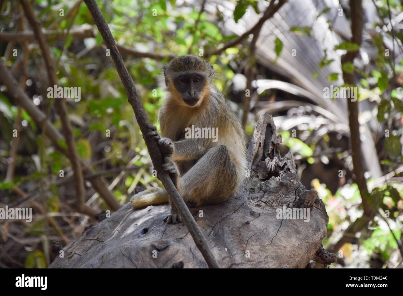 Junge Affen in bijilo forestpark Stockfoto