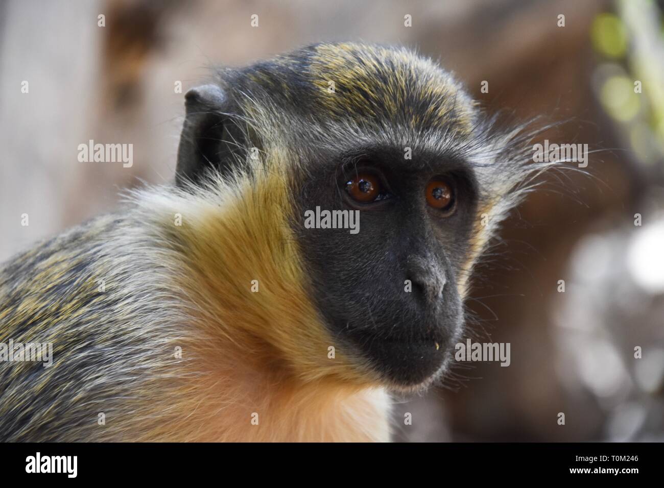 Schöne monkey in bijilo forestpark Gambia Stockfoto