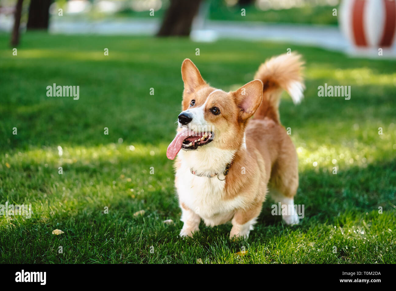 Glücklich und Aktiv reinrassiger Welsh Corgi Hund draußen im Gras Stockfoto