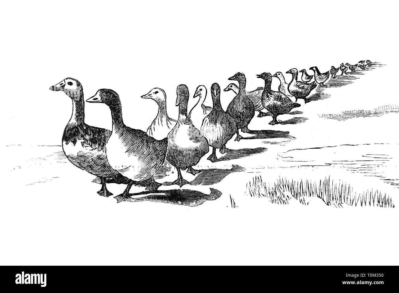 Enten - Vintage eingraviertem Muster, 1894 Stockfoto