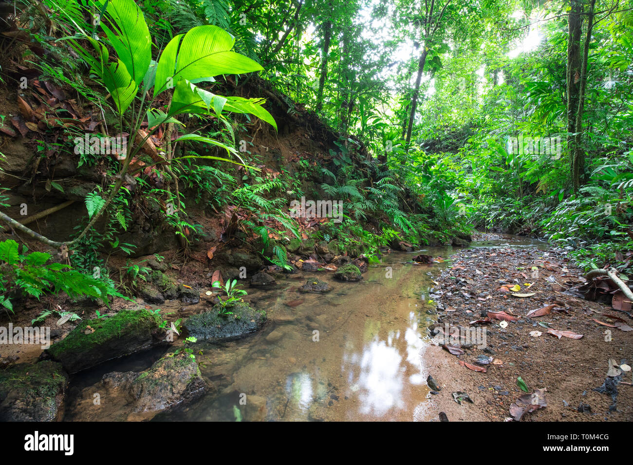 Ein kleiner Bach fließt durch dichten Dschungel auf der Halbinsel Osa, Costa Rica. Stockfoto